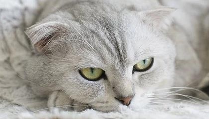 开云体育_ 《新轩辕剑手游》电竞赛事首秀，精彩对决引关注，轩辕剑新游戏