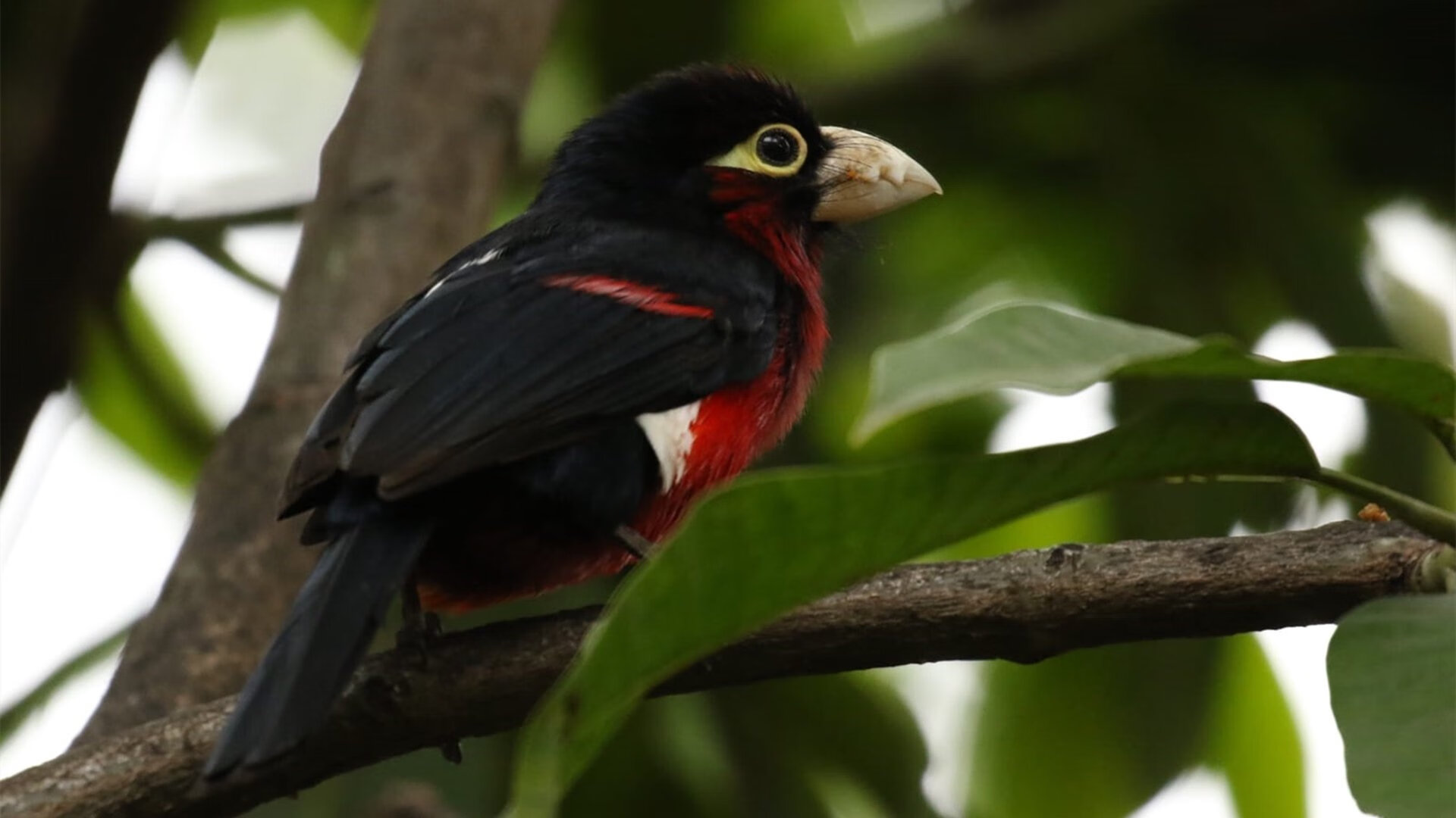 男篮青年队战术表现获业内人士肯定发展潜力大，中国青年男子篮球队