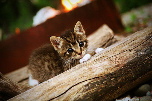 篮球赛事安全管理规范加强保障运动员和观众安全,篮球队安全管理制度