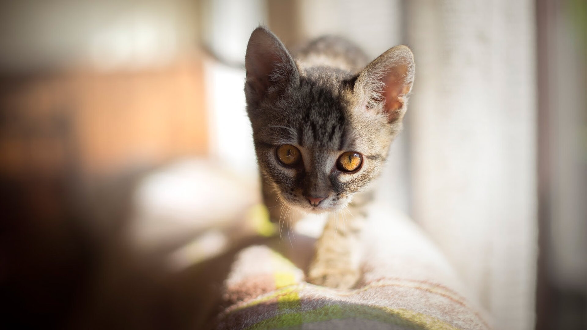 自由泳接力希腊男队突破预期，自由泳男子冠军